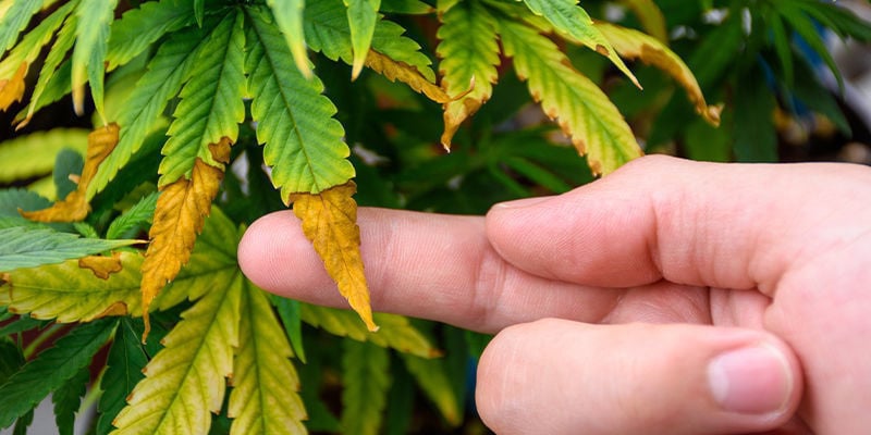 Manutenção da tenda de cultivo de canábis