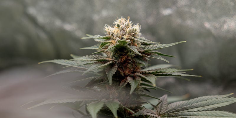 Variedades recomendadas para cultivo em tenda