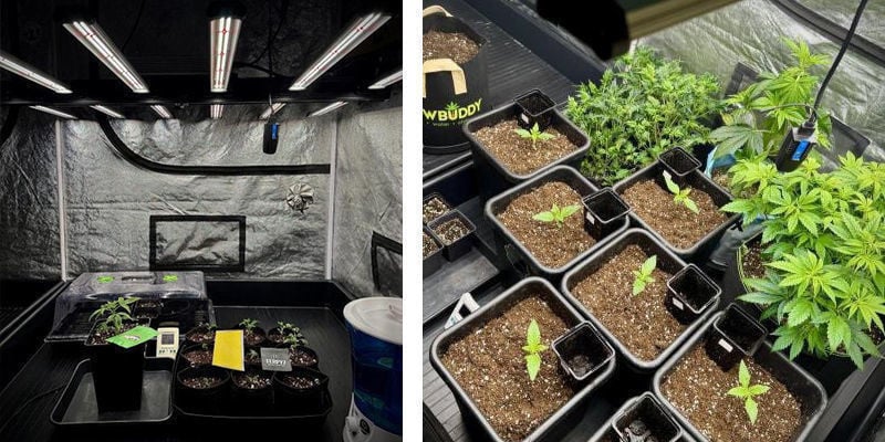 Seleccionar o melhor local para a tenda de cultivo