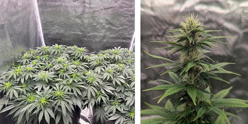 Uso de uma tenda de cultivo de canábis: Altamente recomendado