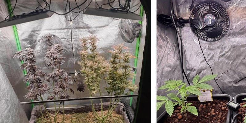 Ventilação e circulação de ar em tendas de cultivo de canábis