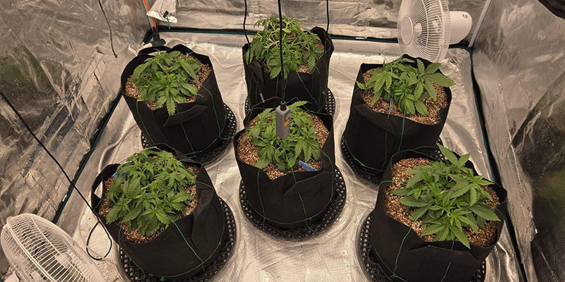O que é uma tenda de cultivo de canábis e porquê usar uma?