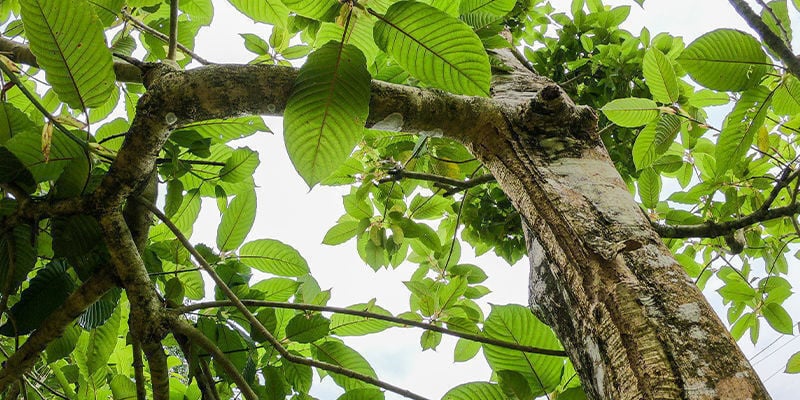 Conhecer as espécies de kratom