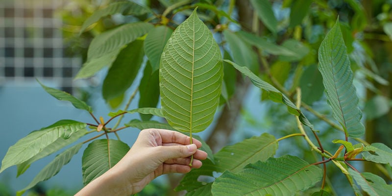 Quais são alguns dos nomes populares do kratom?