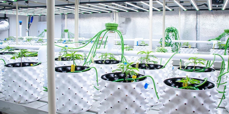 O papel da IA no cultivo e agricultura de cannabis