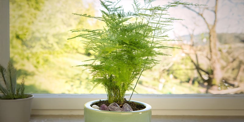 Feto-espargo (Asparagus plumosus Nanus)