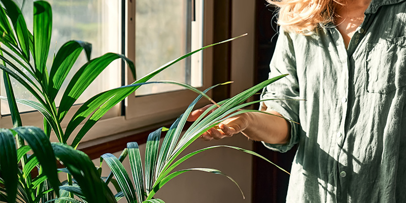Traga a natureza para dentro de casa e afaste a melancolia do inverno