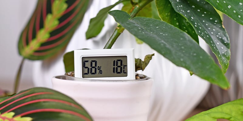 Manter níveis de humidade adequados