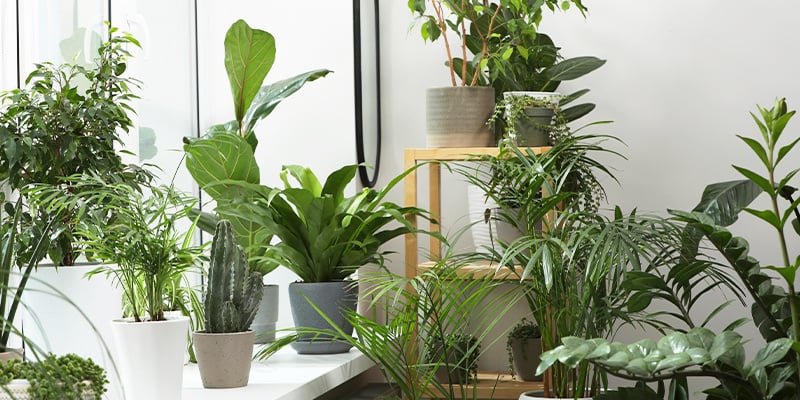 Porque as plantas de interior são essenciais nos meses frios