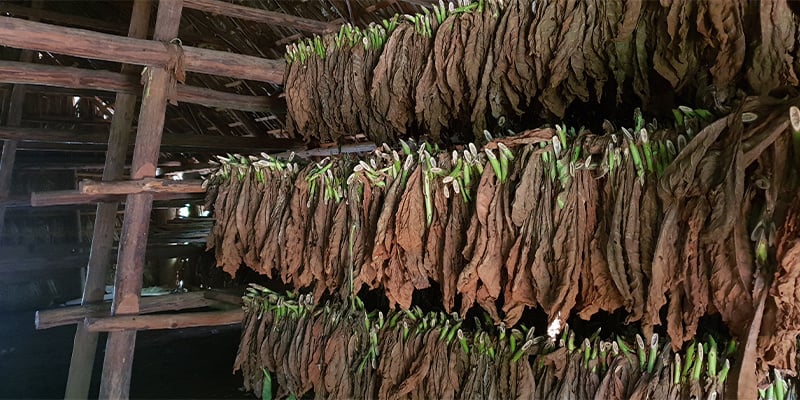 Então, o que é afinal a Longbottom Leaf?