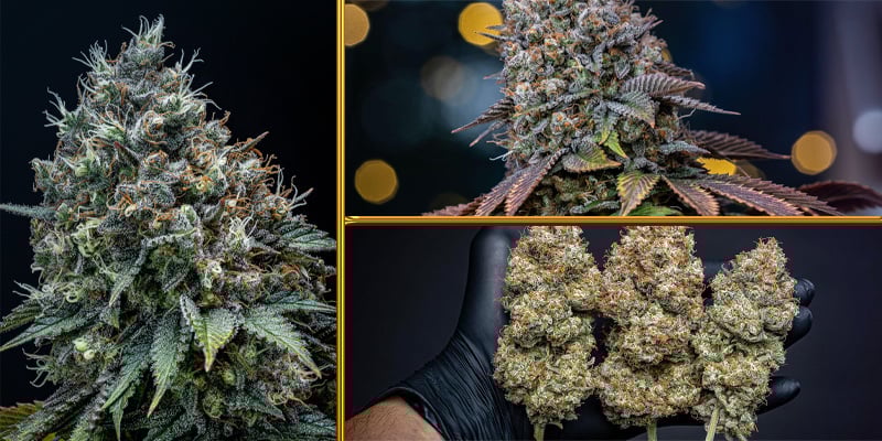First Place Cauli