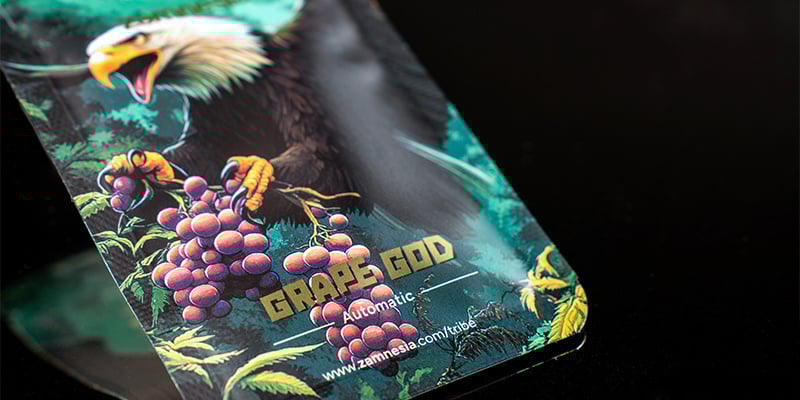 Classificação 5: Grape God Automatic (Zamnesia Seeds)