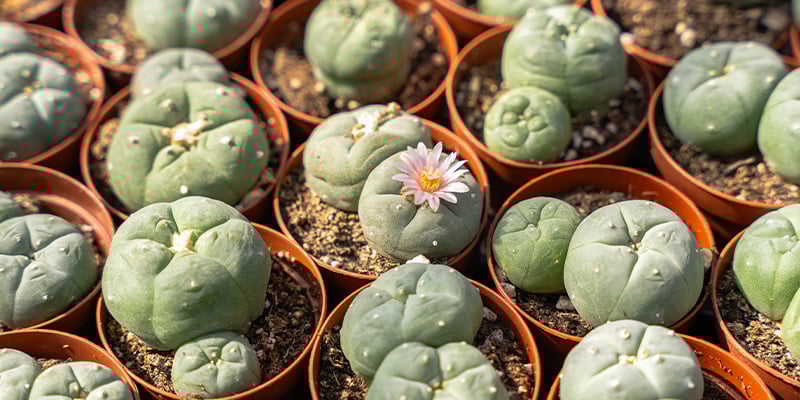 Como é o peyote?