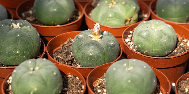 O que é o cato peiote: uma planta sagrada com relevância moderna