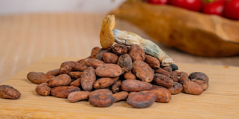 Uma história do cacau e cogumelos: uma combinação perfeita?