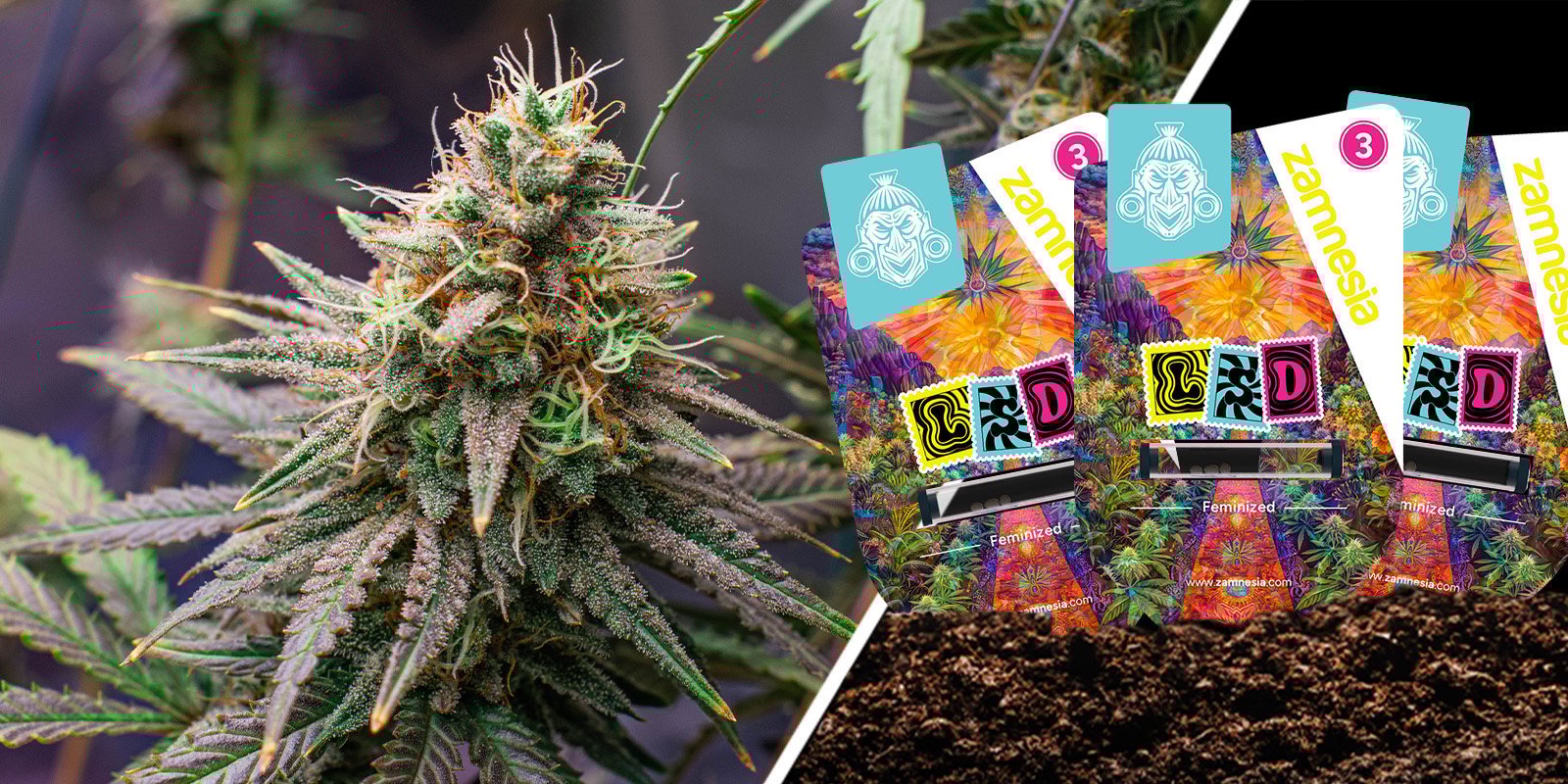 LSD: Skunk clássico com um toque psicadélico