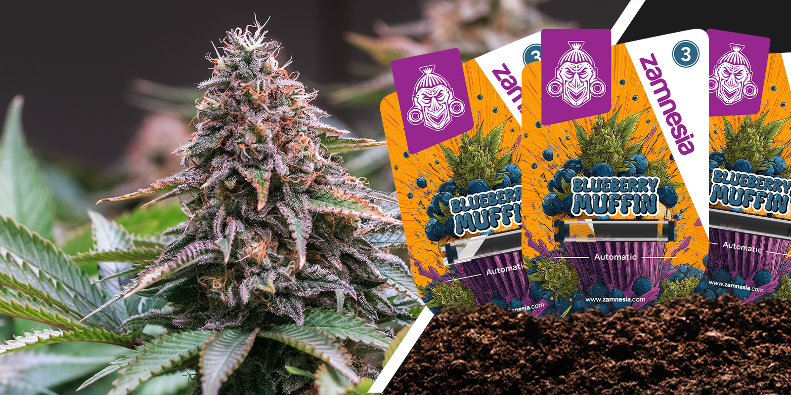 Blueberry Muffin: Do&ccedil;ura de frutos silvestres em cada migalha