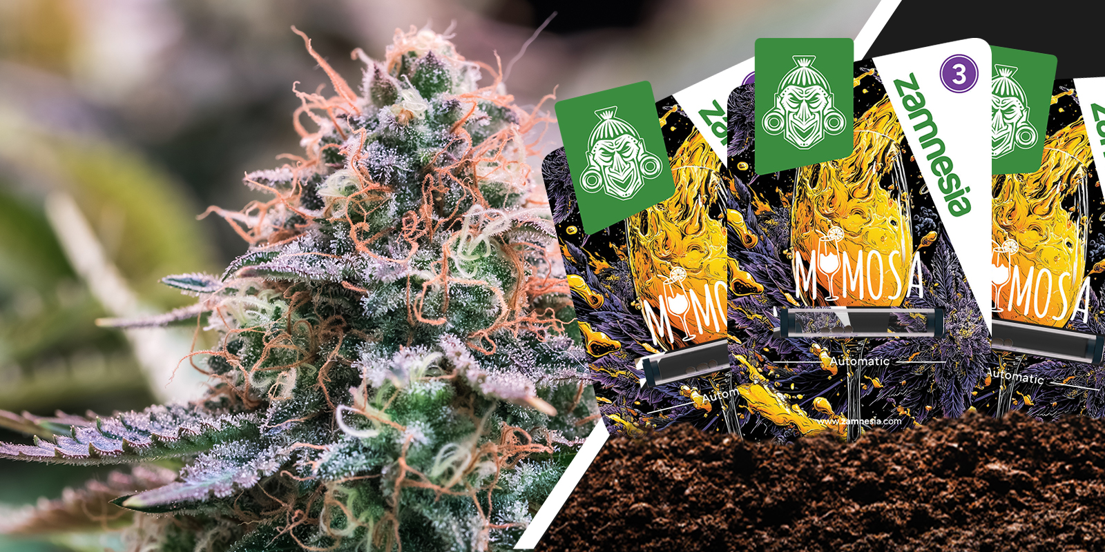 Mimosa: Brilho c&iacute;trico com uma aterragem suave