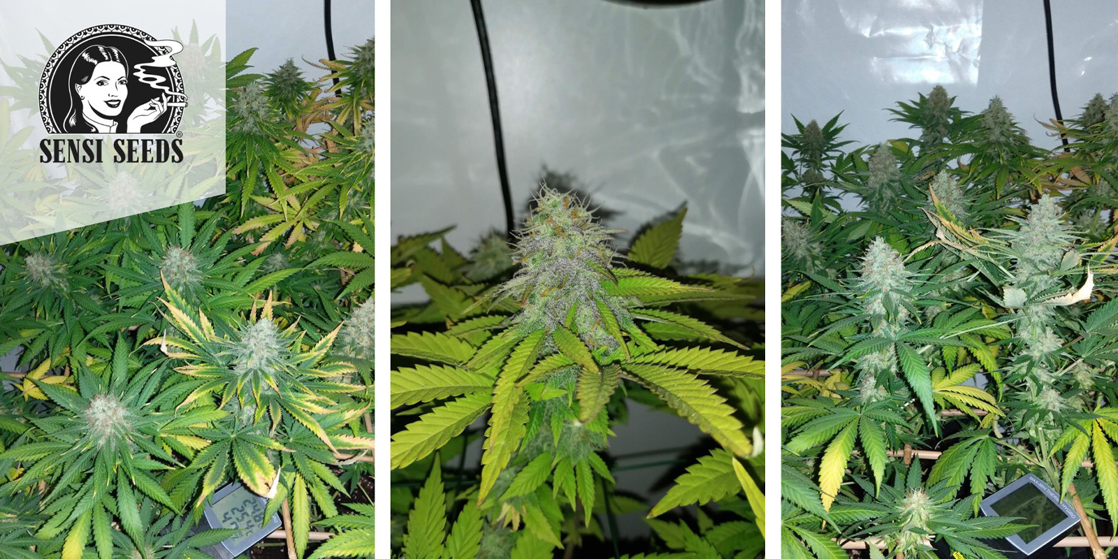 Early Skunk (Sensi Seeds) feminized