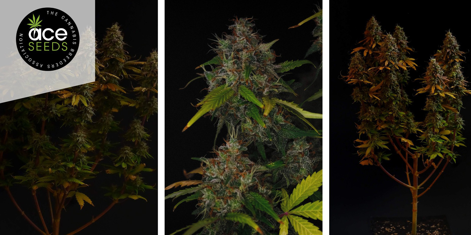 Erdpurt: ACE Seeds