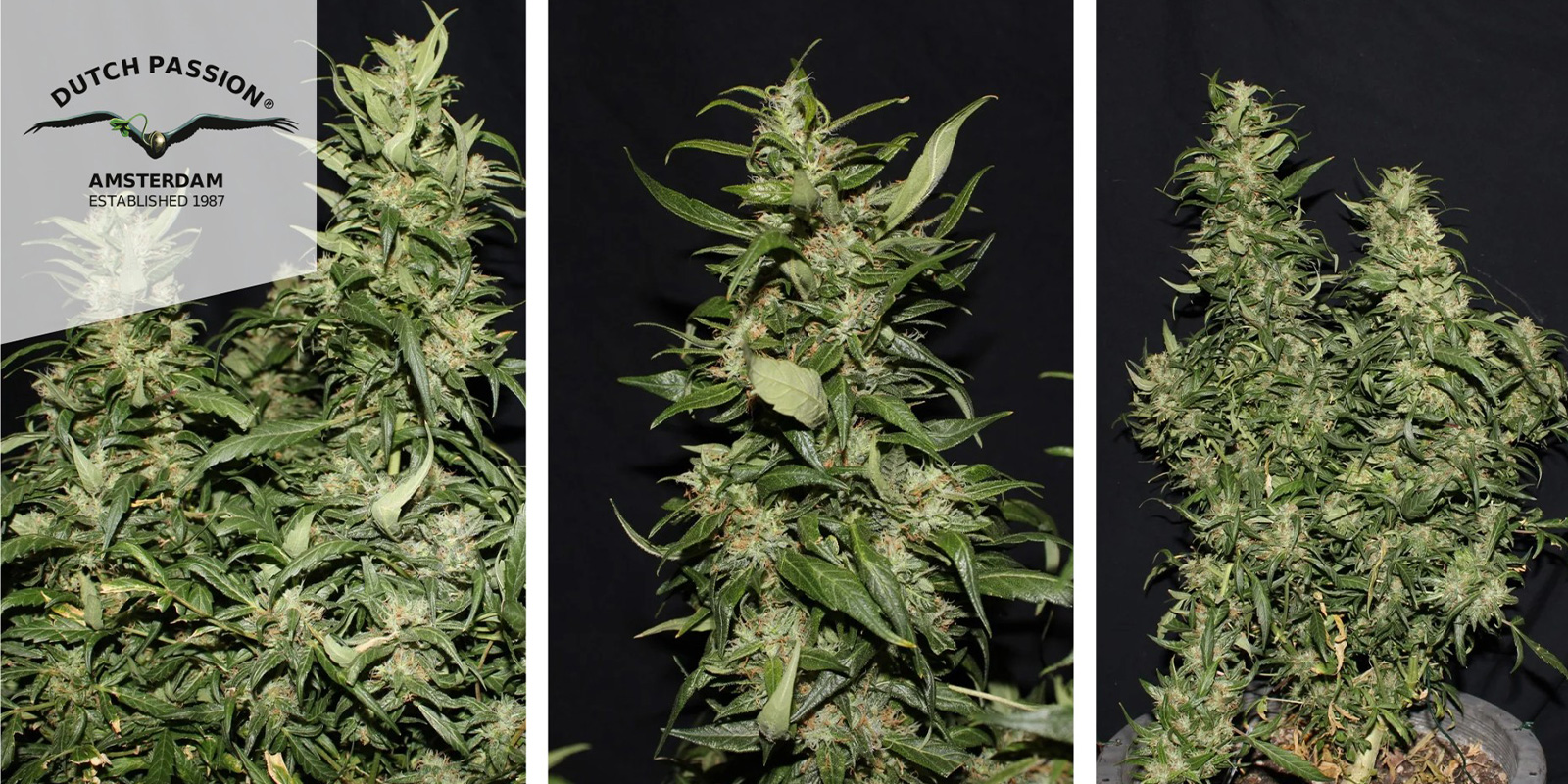 Hollands Hope (Dutch Passion) feminizada