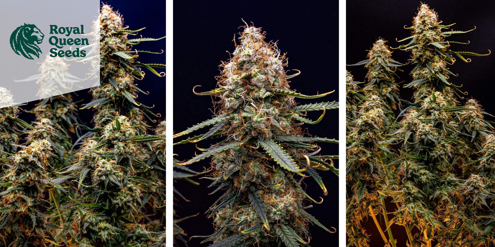Northern Lights Auto (Royal Queen Seeds) feminized