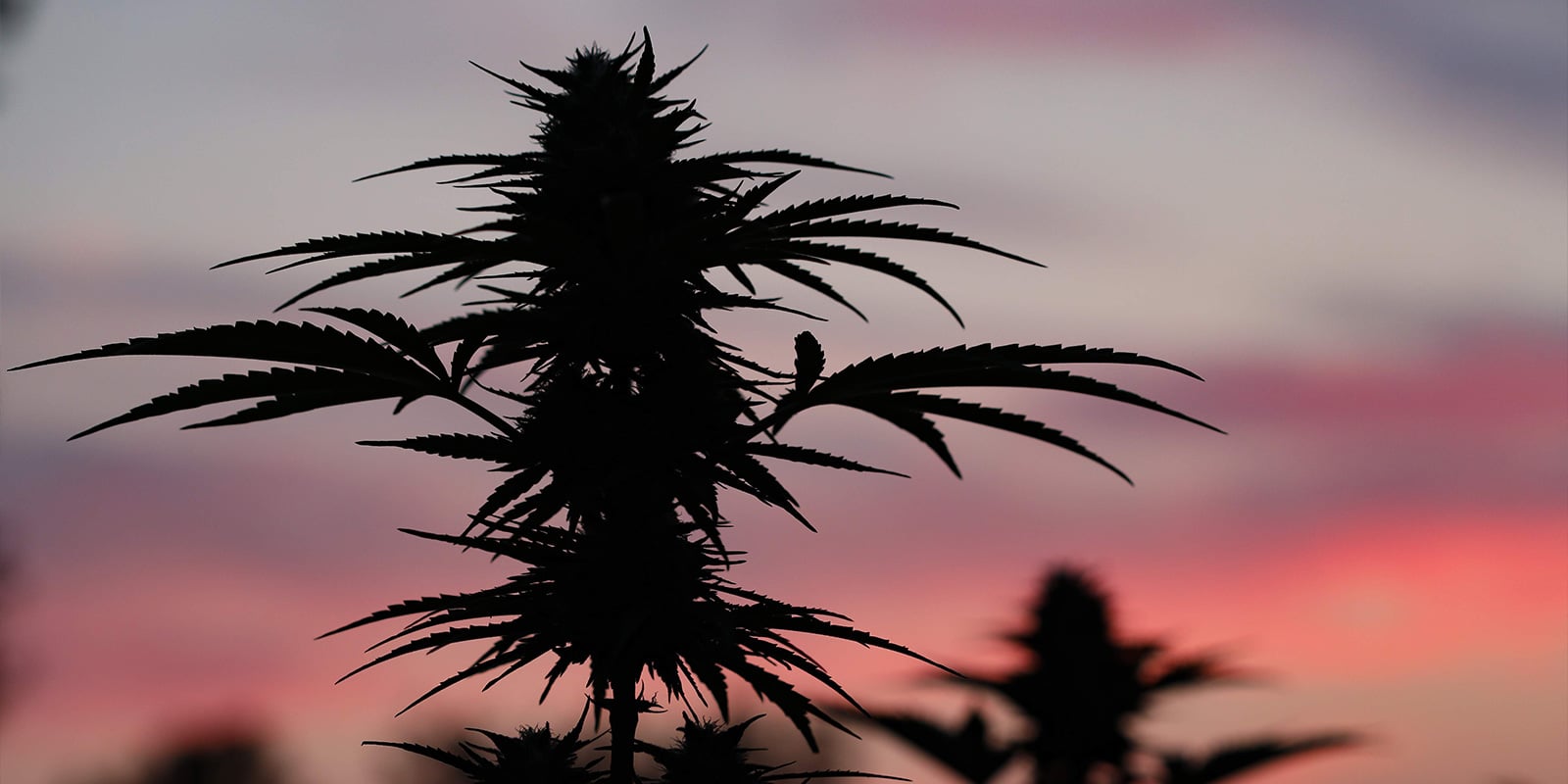 Prepare-se para um cultivo exterior bem-sucedido na Pol&oacute;nia
