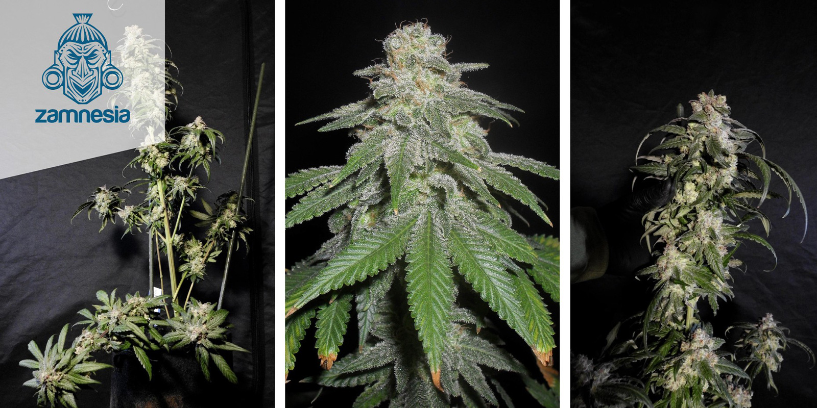 White Widow (Zamnesia Seeds) feminized