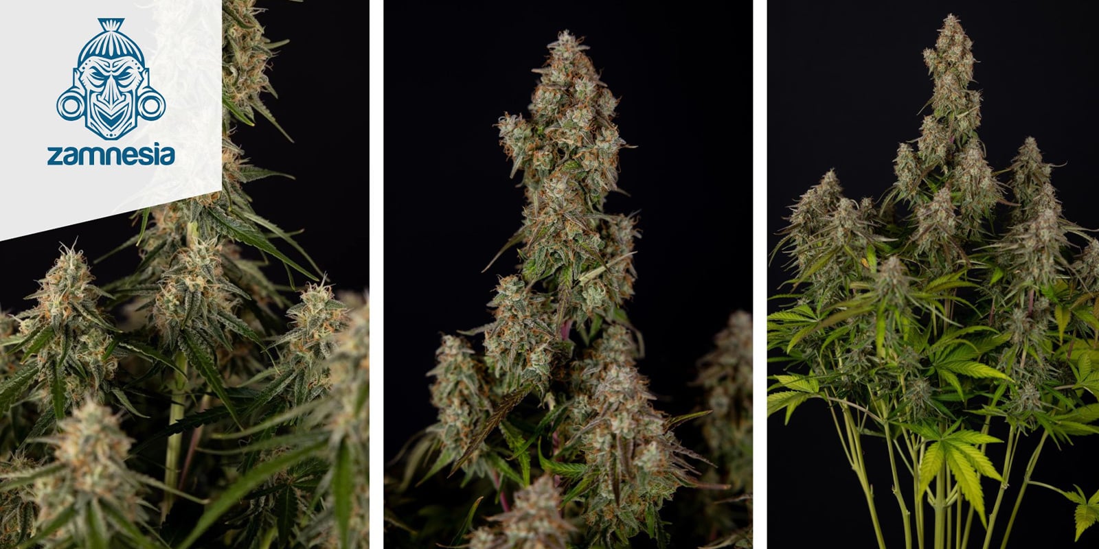 Wurlz F1 Autoflower (Zamnesia Seeds) feminized