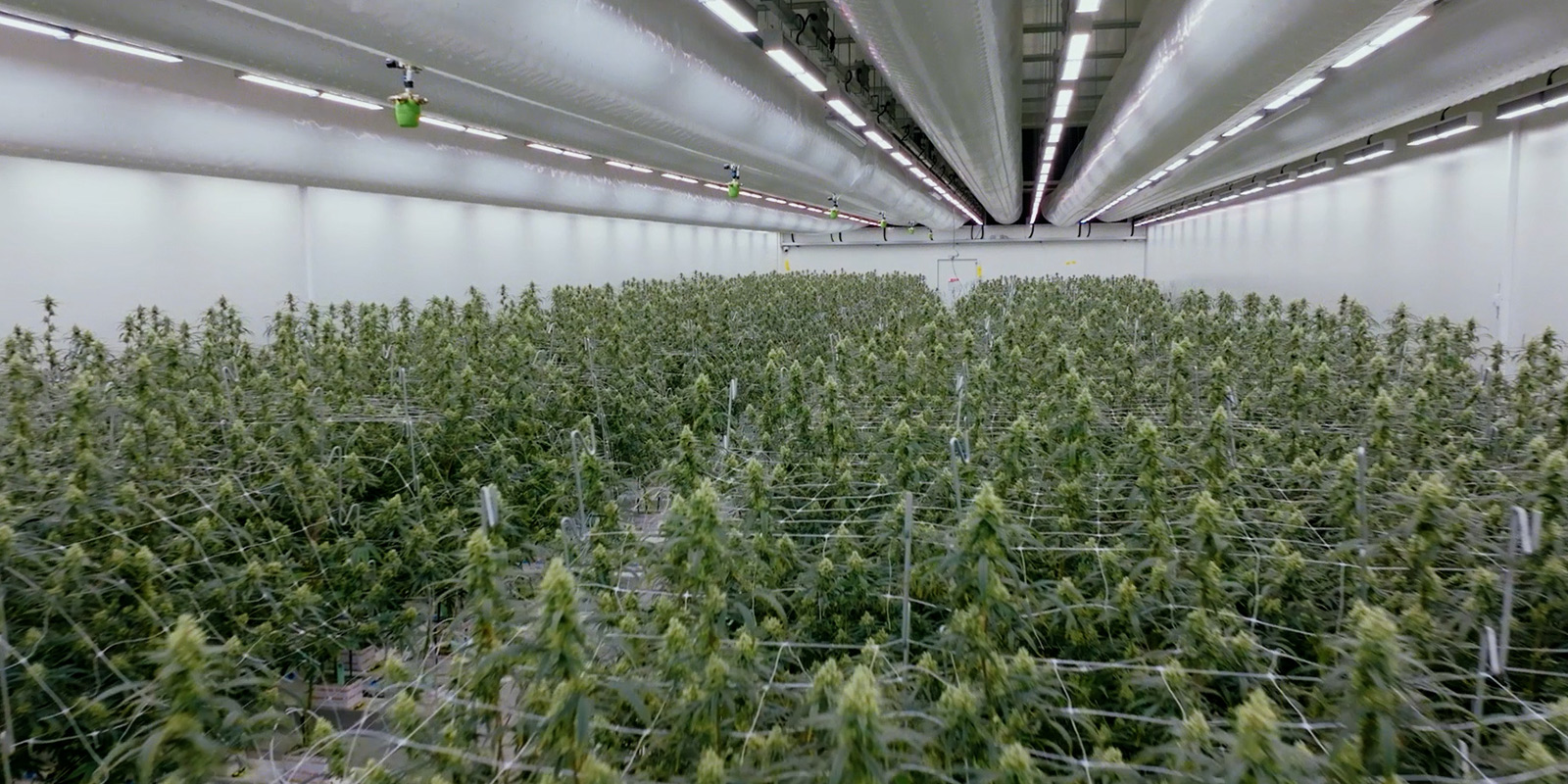 Visual insight into the future Visual insight into the future