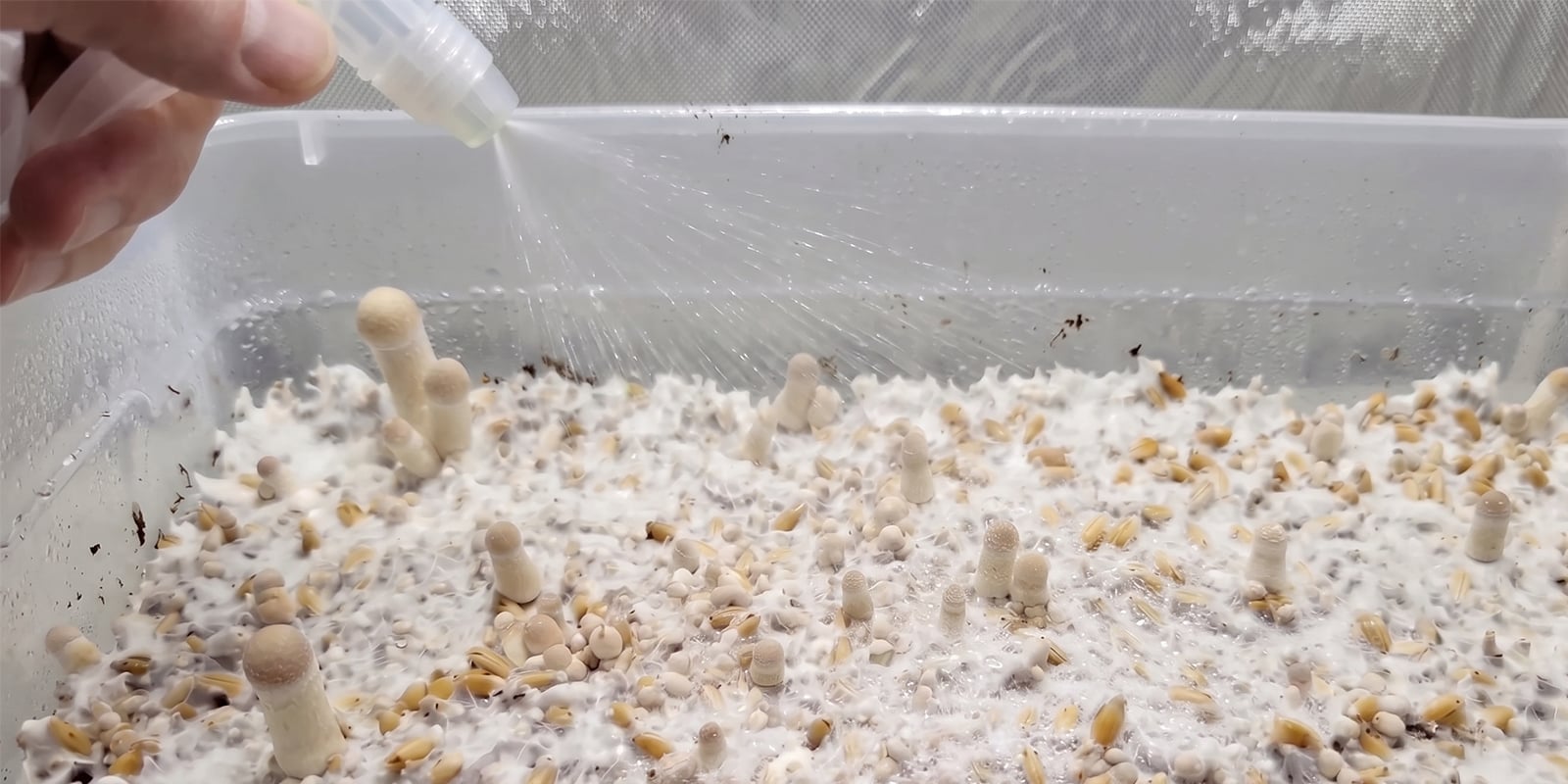 Como aumentar o rendimento num cultivo de cogumelos em shoebox Como aumentar o rendimento num cultivo de cogumelos em shoebox