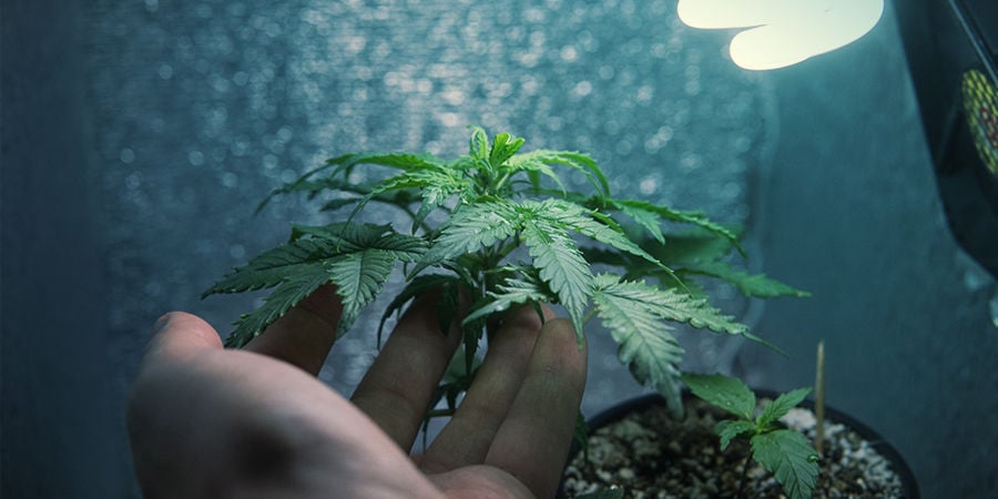 COMO CULTIVAR CHEMDAWG