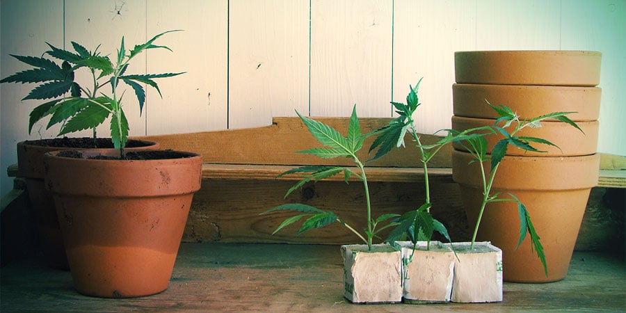 Variedades autoflorescentes adequadas para cultivo interior e exterior