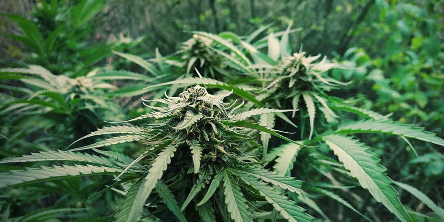 Cultivar canábis autoflorescente não é caro