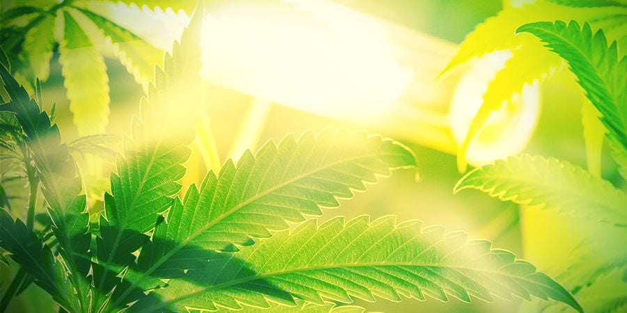Variedades autoflorescentes não são susceptíveis à luz ambiente