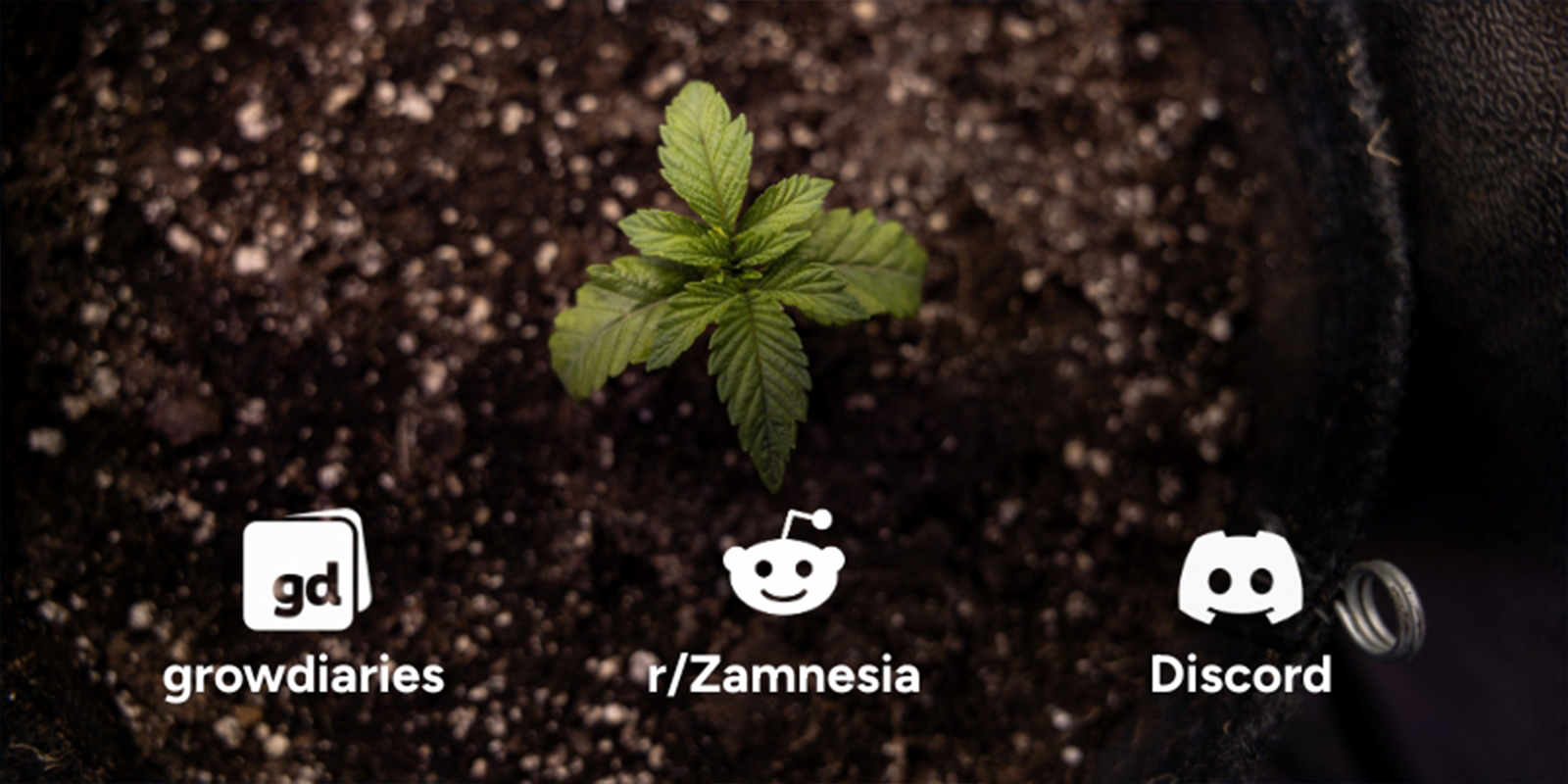 Razão #10: Junta-te a uma comunidade em crescimento
