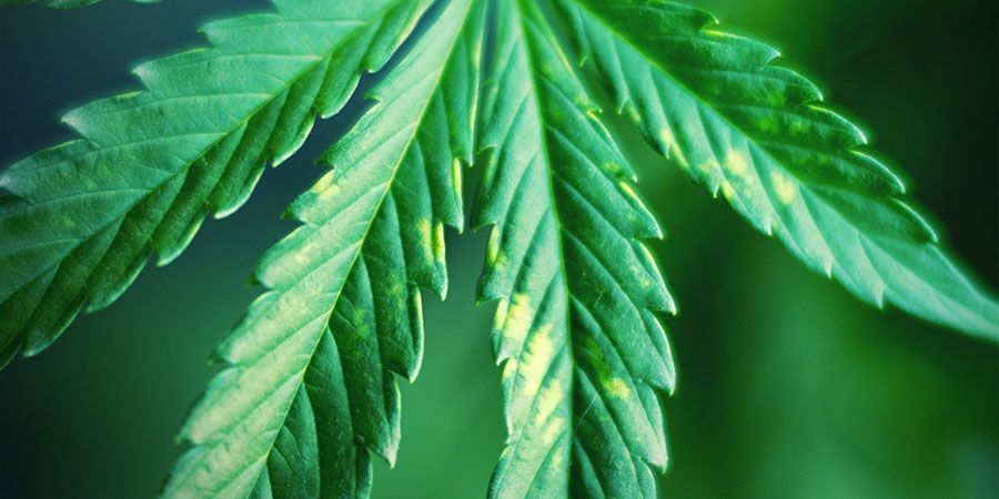 Observar sinais de stresse luminoso nas plantas de canábis