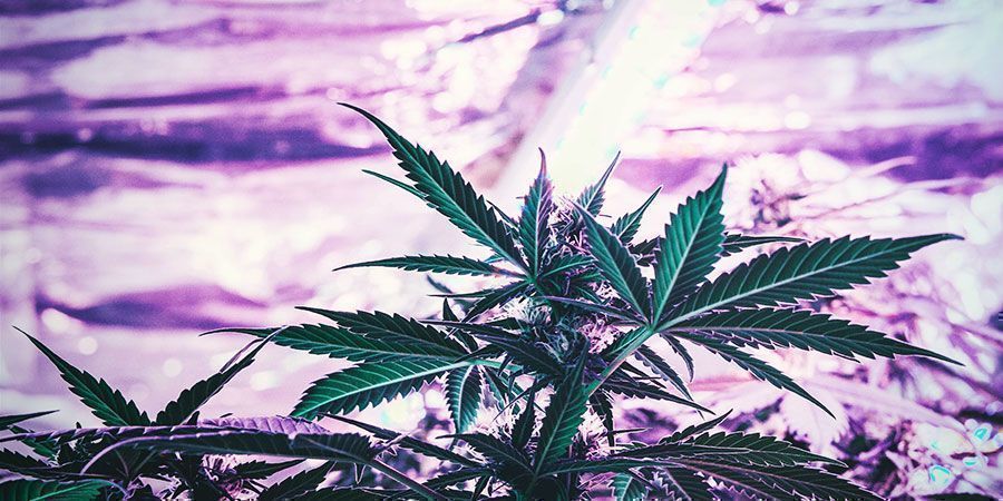 Deve ajustar a altura das suas luzes de cultivo? Plantas de canábis