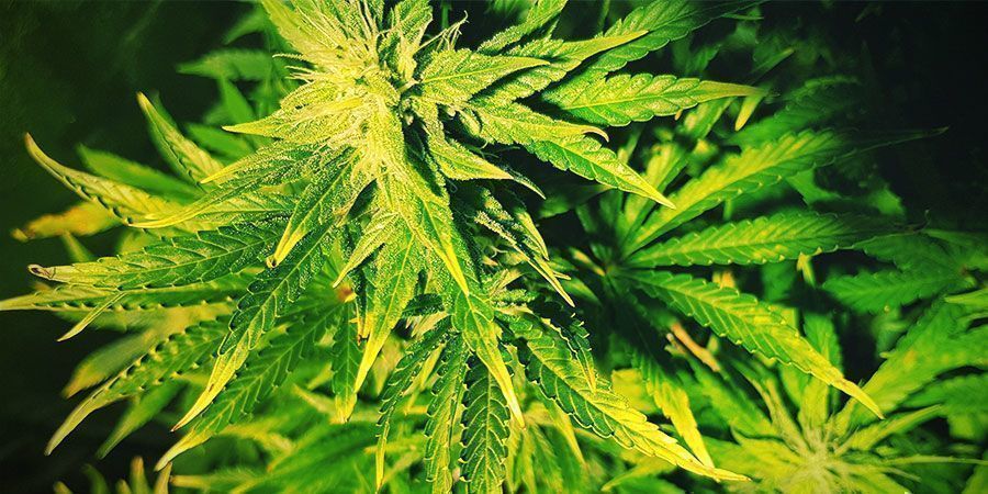 Quais são os sinais de stress luminoso? Plantas de canábis