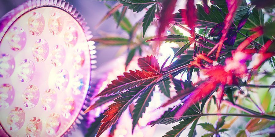Porque importa a distância entre a luz de cultivo e as plantas? Cannabis