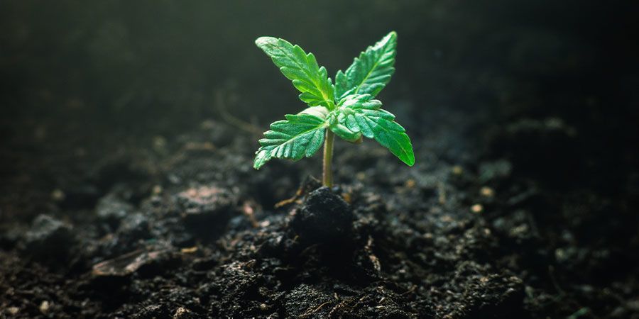 Alimentação de plântulas de canábis - Cuidados essenciais
