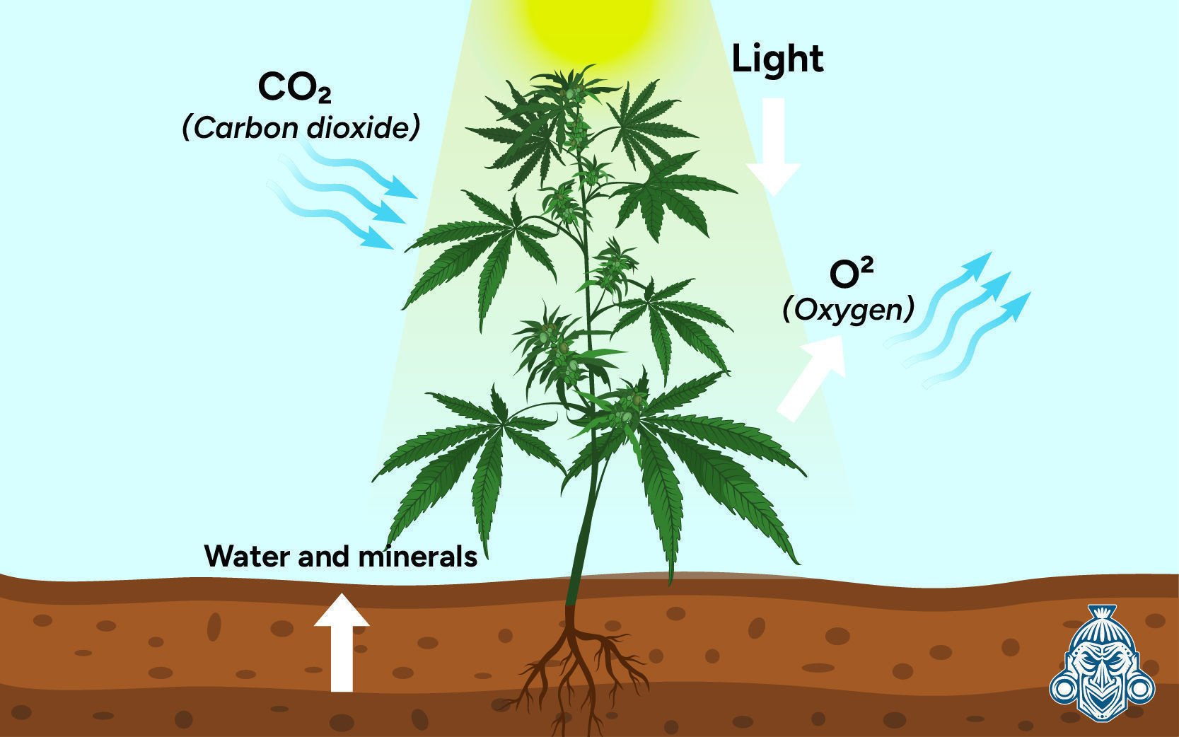 Porque é importante o dióxido de carbono (CO₂) para as plantas de canábis?
