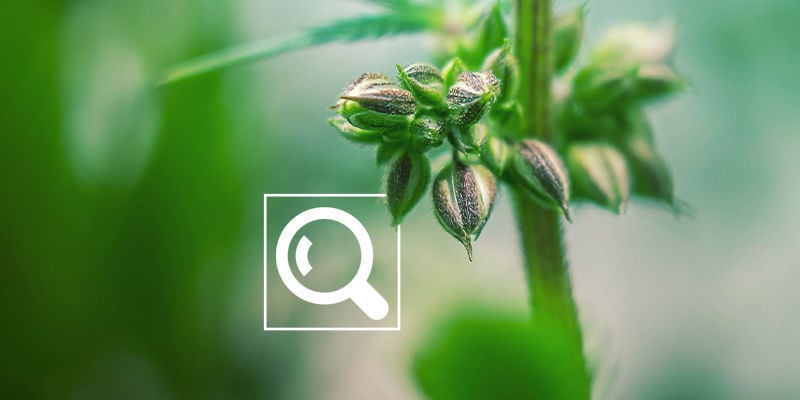A importância de identificar o sexo das suas plantas de canábis cedo (antes da floração)