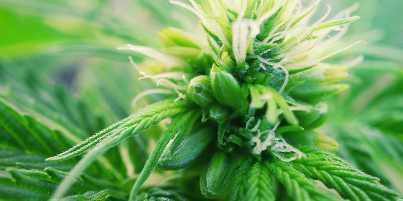 O que são plantas de canábis hermafroditas?
