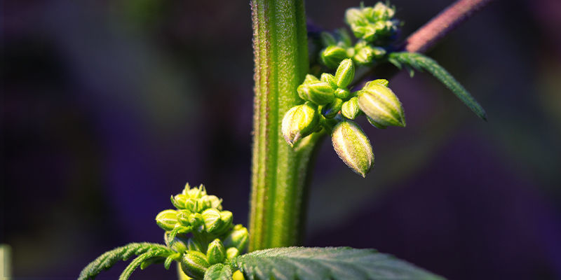 O que observar em plantas de canábis macho ou hermafroditas