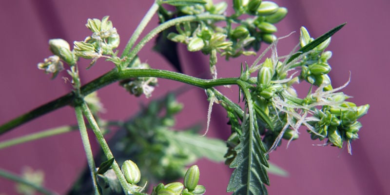 Onde observar sinais de plantas de canábis masculinas ou hermafroditas