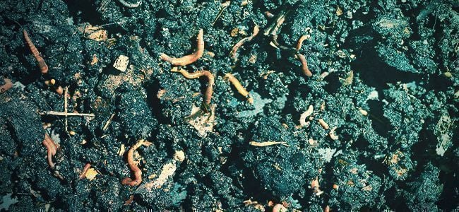 O que são fertilizantes orgânicos?