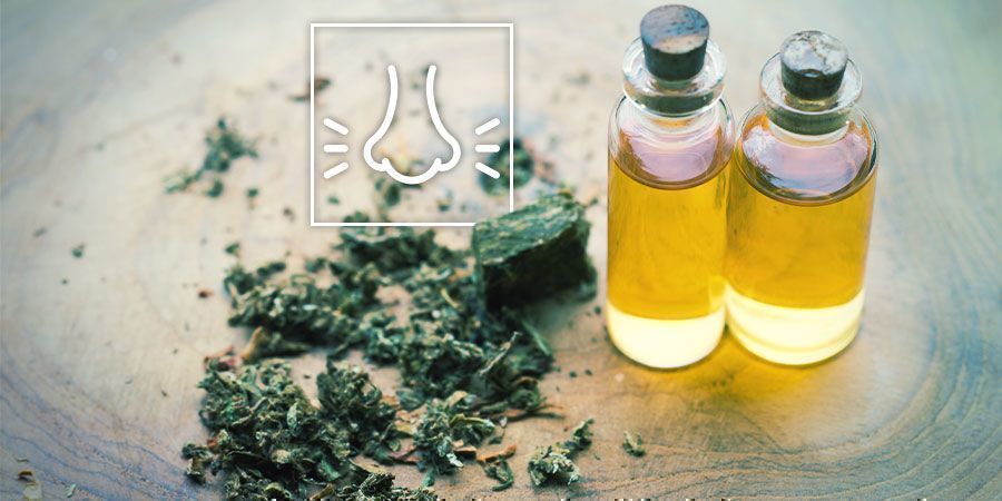 Alivie o stress com canábis: pense nos terpenos