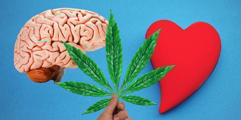 Cannabis: do sangue ao cérebro