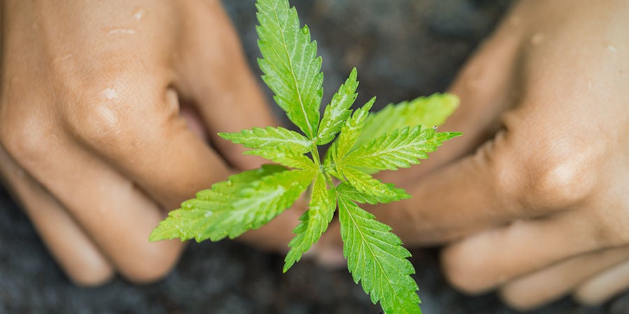 Cultivo de canábis em terra